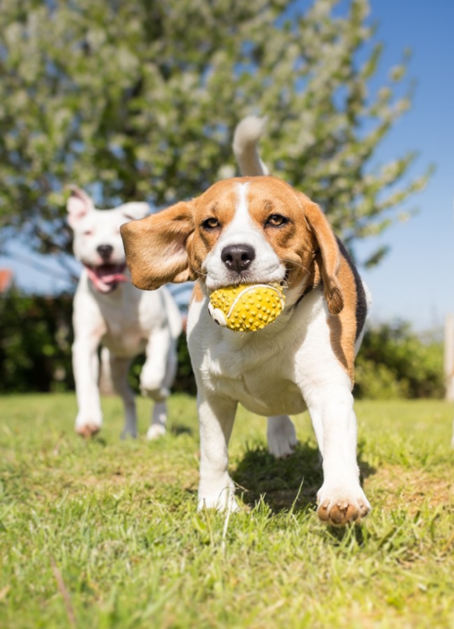 Drei Hunde laufen fröhlich im Gras und halten einen Ball in ihren Mäulern.